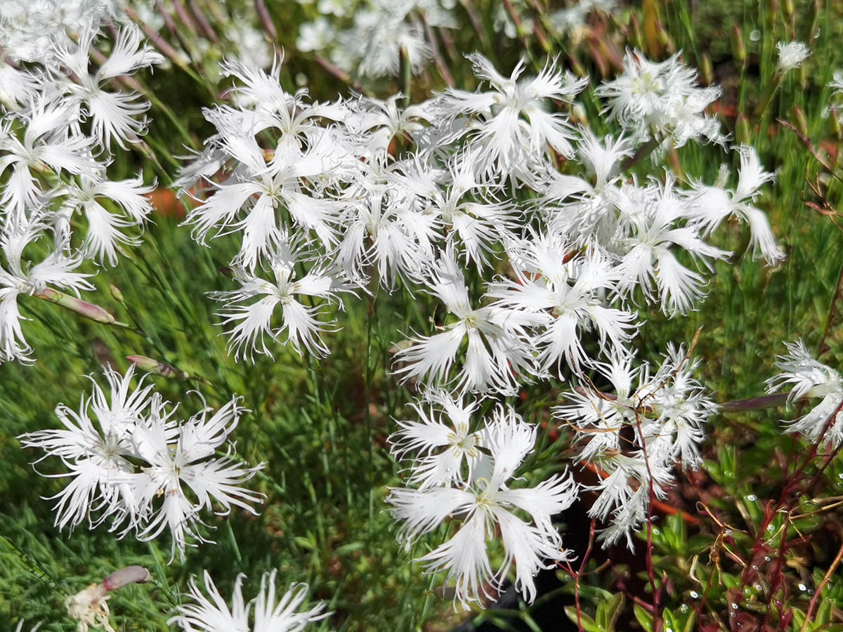 Dianthus arenarius 4